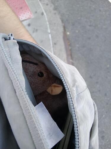 tiptoe_in_bag