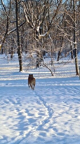 Misiek Wondering off