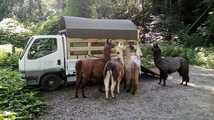 llamas