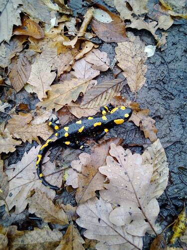 signal-2025-11-10-122348_005