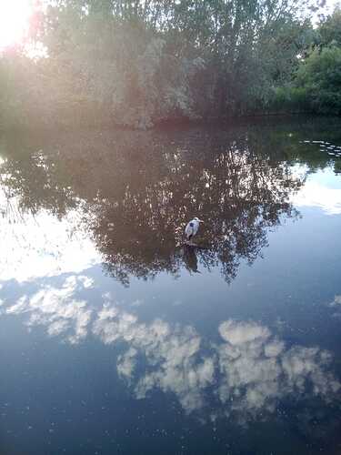 reiger