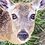 Born2bDeer